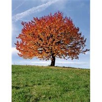 Obituary of Judith Scranton