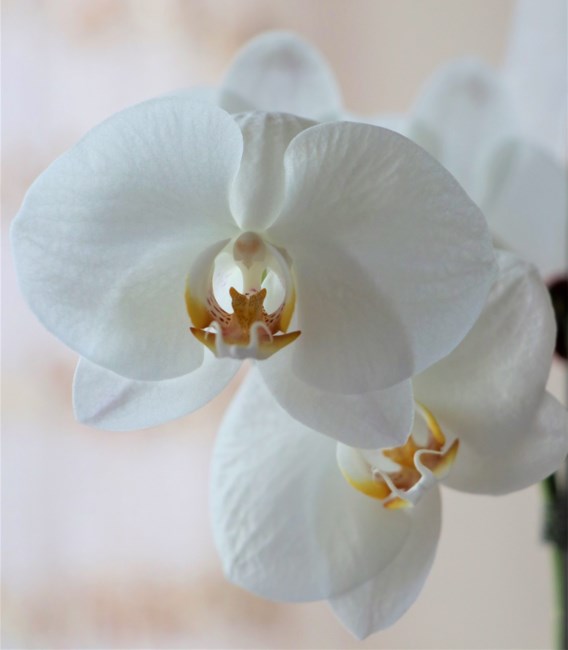 Obituary of Warren David Schmelzer