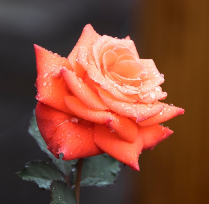 Obituary of Adela Rosalia Quesada