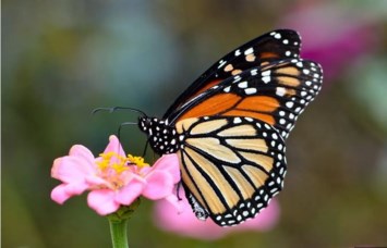 Obituary of Celia Marion Austin