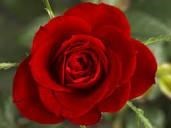 Obituary of Carol D. Hammond