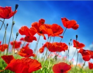 Obituary of June Esther Valdivielso