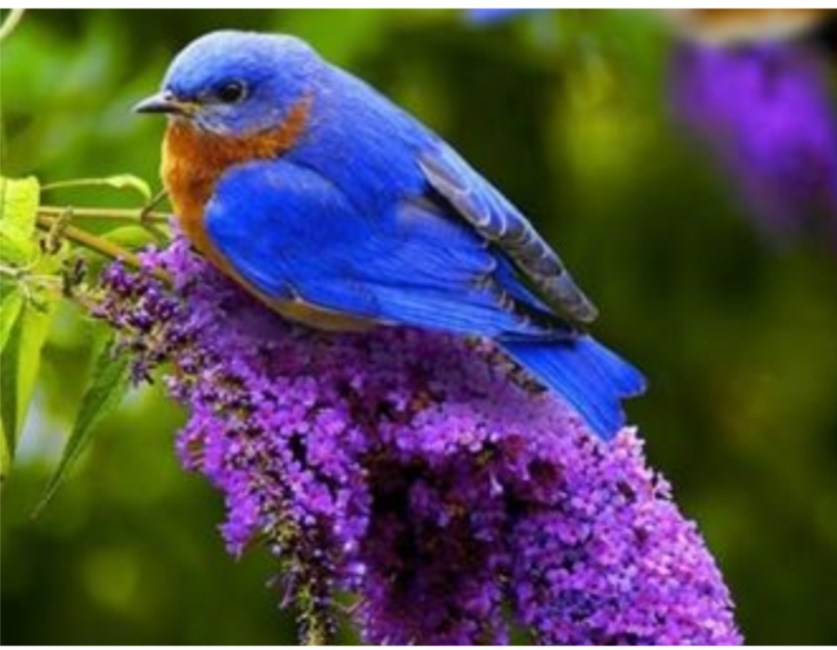 Obituary of Mary Elizabeth AYRES