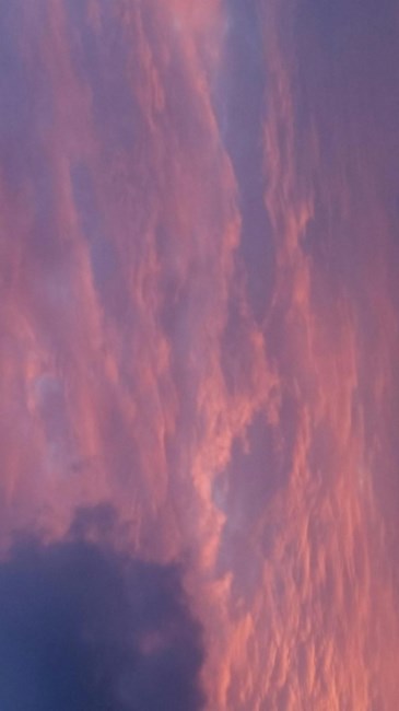 Obituary of Ann Lynn Woods