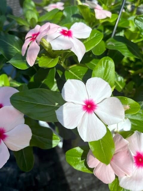 Obituary of Susan Ann Power