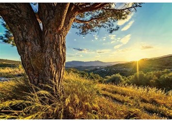 Obituary of Sandra Goldstein