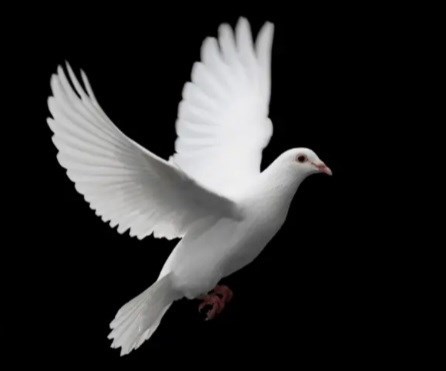 Obituary of Aurora Alicia Hernandez