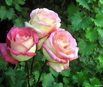 Obituary of Karina Mireya Medina