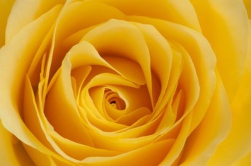 Obituary of Phuong Thi Minh Nguyen