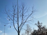 Obituary of Hector Luis Borrego