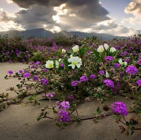 Obituario de Barbara Lee Johnston