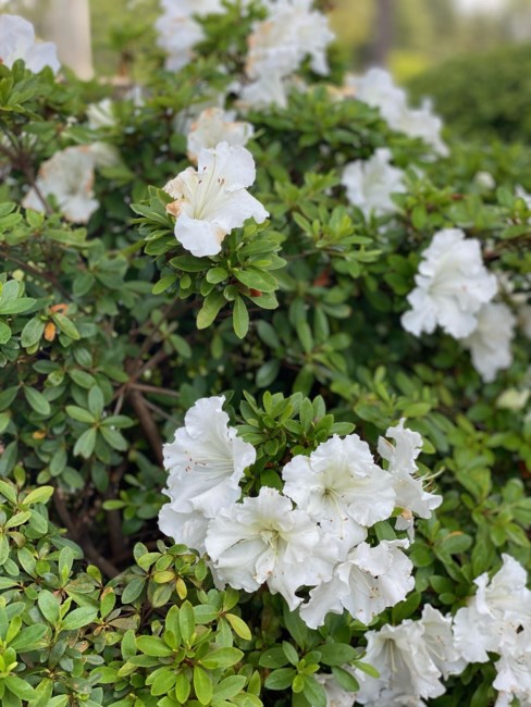 Avis de décès de Brian Lance Williams