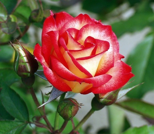 Obituary of Clifford Dean Gunderman