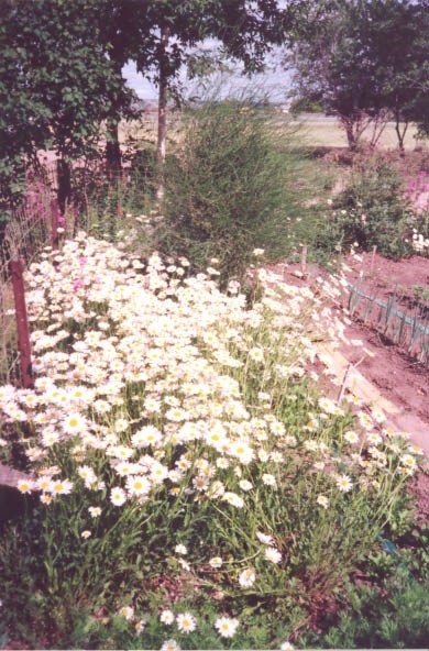 Obituary of Sybil Hayes