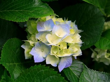 Obituary of Sandra Marlene Barker
