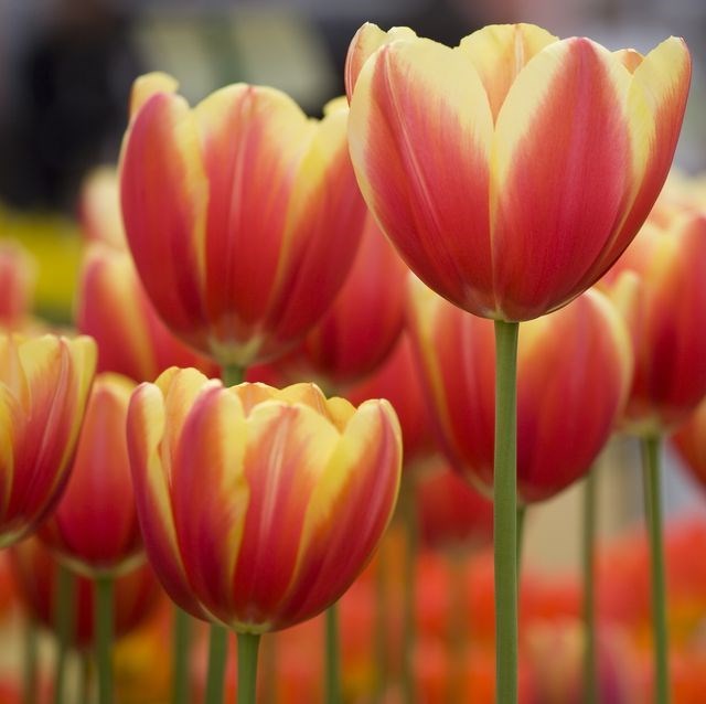 Obituary of Georgia Lee Fishman