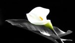 David Webster