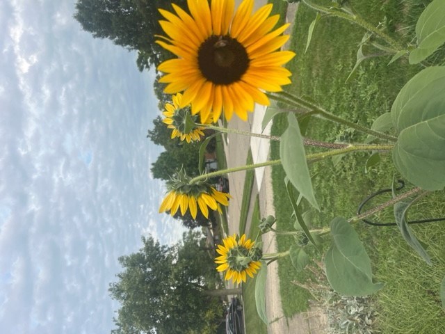 Obituary of Jackson Jesse Evans