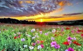 Obituary of Cindy Yang Baker