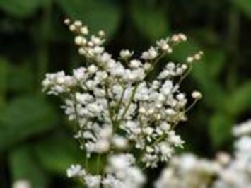 Obituary of Wilma A. Barchey