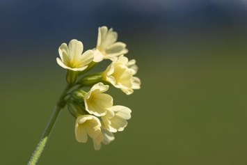 Obituary of Kendall Lorraine Gorman-Wright