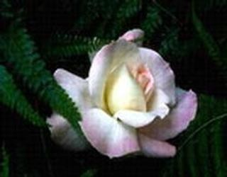 Obituary of Louise F. Frame LoGiudice
