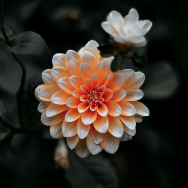 Obituary of Beatriz Toro