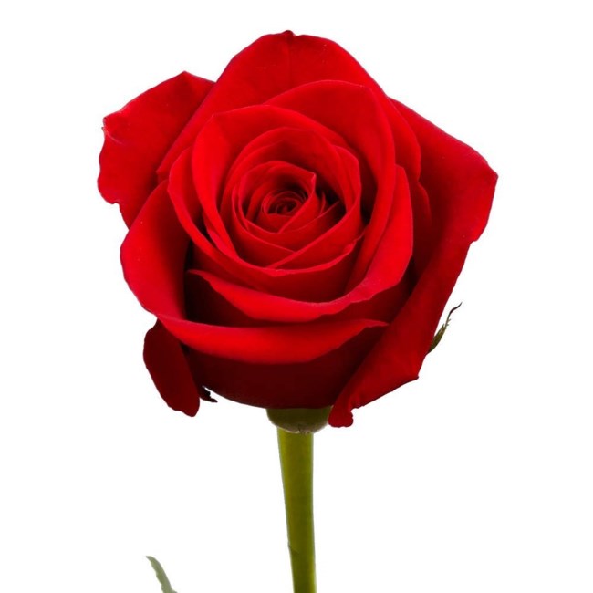 Obituary of Coralie Adrienne Graveley