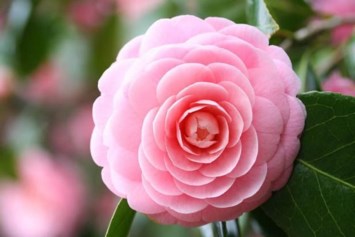 Obituary of Luz M. Prieto Velasco