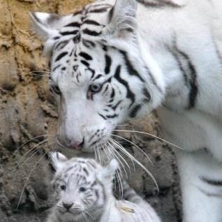 Obituary of Alice Cupcake Susie Redmon Franklin