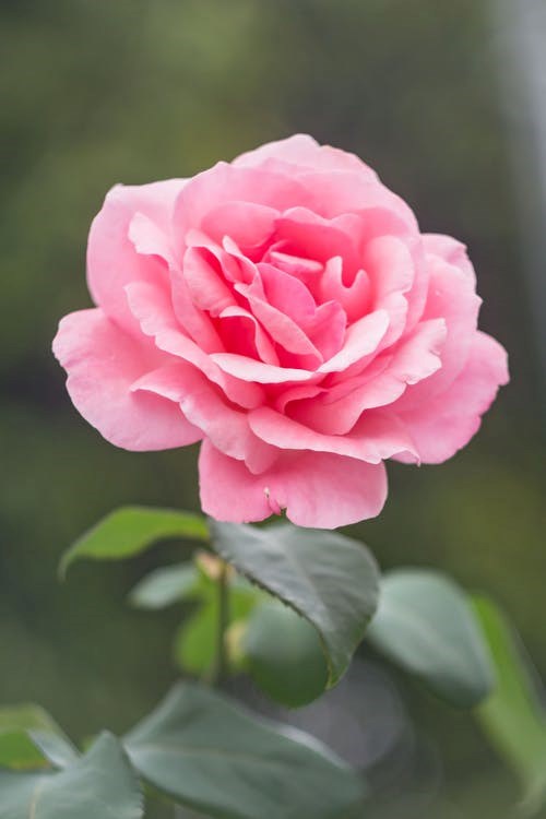 Obituary of Dora Luz Bueno Pena
