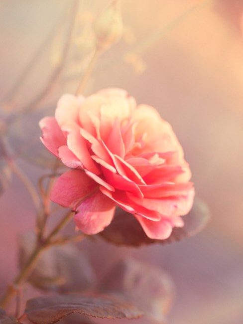 Obituary of Elizabeth May Bushey