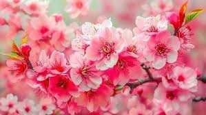 Obituary of Cassandra Vivian Barron