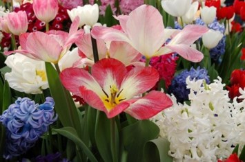 Obituary of Stella Lynn Ortiz