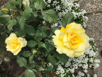 Obituary of Ralston Maxwell Fitzpatrick