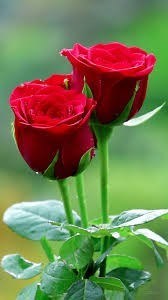 Obituary of Janet I. Ahles