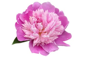 Obituary of Carmelita Maria Page