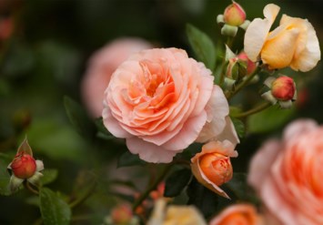 Obituary of Marion Lenora Moxley