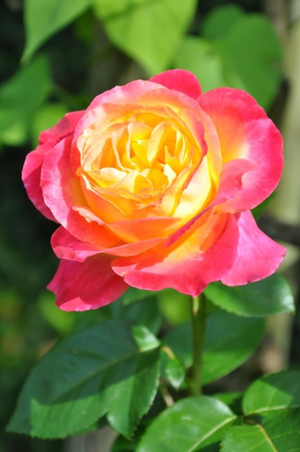 Obituary of Sharen Sue Addicoat
