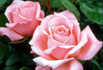 Obituary of Arlene F. Rath