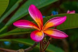 Obituary of Janice Aiko Sadamitsu