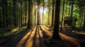 Obituary of Michael Louis Piccirillo