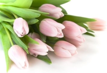 Obituary of Carrol Ann Higgins