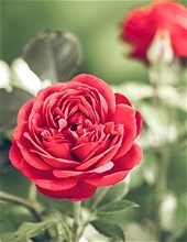 Obituary of Olivia Muriel