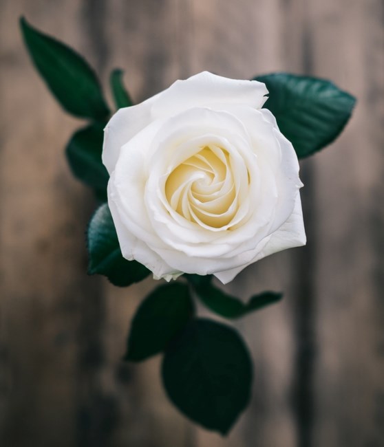 Obituario de Dorothy Belle Lindlief