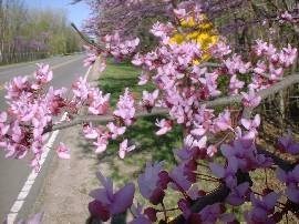 Obituary of Rita M. Campbell Davis