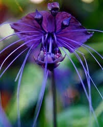 Obituary of Kathleen J DeSena