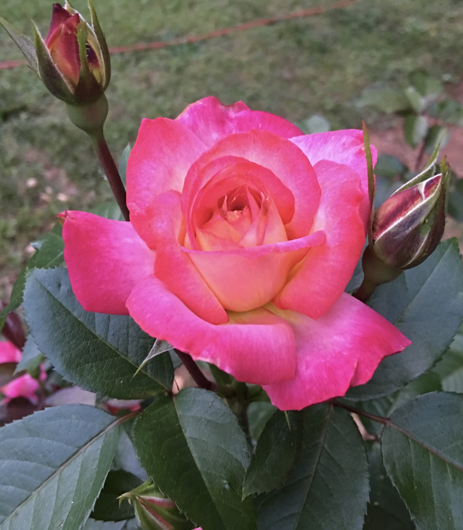 Obituary of Ciara Rose Baughn