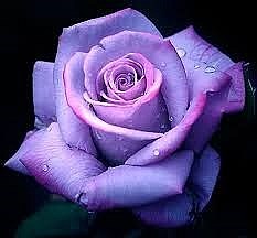 Obituary of Frankie Stiles Rose