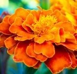 Obituary of Carole Ann Lyons